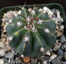 Load image into Gallery viewer, Melocactus caesius