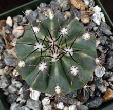 Load image into Gallery viewer, Melocactus caesius