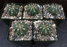 Load image into Gallery viewer, Melocactus caesius