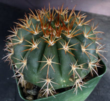 Load image into Gallery viewer, Melocactus conoideus