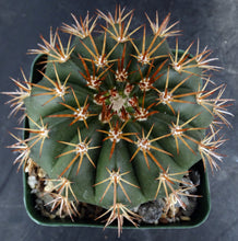Load image into Gallery viewer, Melocactus conoideus