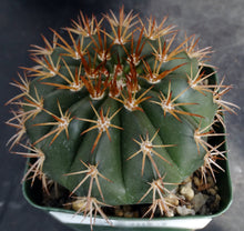 Load image into Gallery viewer, Melocactus conoideus