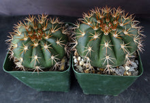 Load image into Gallery viewer, Melocactus conoideus