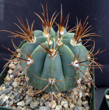 Load image into Gallery viewer, Melocactus glaucesens