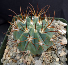 Load image into Gallery viewer, Melocactus glaucesens