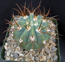 Load image into Gallery viewer, Melocactus glaucesens