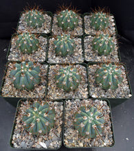 Load image into Gallery viewer, Melocactus glaucesens