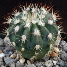 Load image into Gallery viewer, Melocactus guitartii