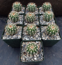 Load image into Gallery viewer, Melocactus guitartii