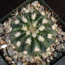 Load image into Gallery viewer, Melocactus guitartii