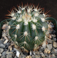 Load image into Gallery viewer, Melocactus guitartii