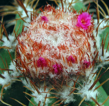 Load image into Gallery viewer, Melocactus guitartii