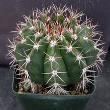 Load image into Gallery viewer, Melocactus violaceus