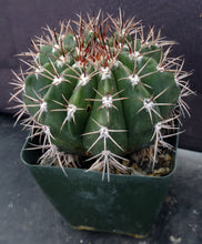 Load image into Gallery viewer, Melocactus violaceus