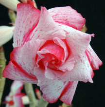 Load image into Gallery viewer, Adenium 'One in a Million' Variegated! Grafted Hybrid (A)