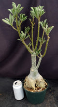 Load image into Gallery viewer, Adenium 'Millionaire Purple' *Big Plant!*Grafted Hybrid (B)