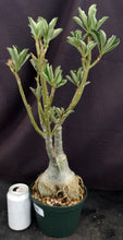 Load image into Gallery viewer, Adenium 'Millionaire Purple' *Big Plant!*Grafted Hybrid (B)