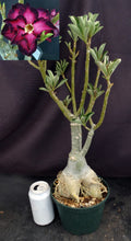 Load image into Gallery viewer, Adenium 'Millionaire Purple' *Big Plant!*Grafted Hybrid (B)