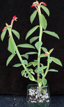 Load image into Gallery viewer, Monadenium coccineum