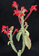 Load image into Gallery viewer, Monadenium coccineum