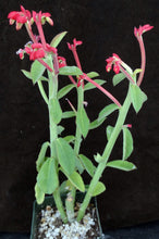 Load image into Gallery viewer, Monadenium coccineum