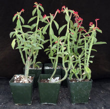 Load image into Gallery viewer, Monadenium coccineum