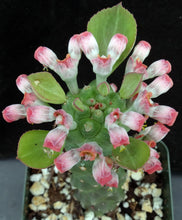 Load image into Gallery viewer, Monadenium ritchei (Euphorbia)