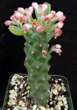 Load image into Gallery viewer, Monadenium ritchei (Euphorbia)