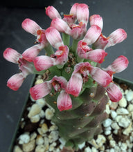 Load image into Gallery viewer, Monadenium ritchei (Euphorbia)