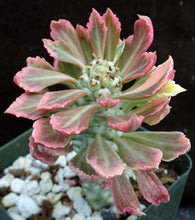 Load image into Gallery viewer, Monadenium stapelioides 'variegata' Variegated