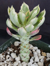 Load image into Gallery viewer, Monadenium stapelioides 'variegata' Variegated