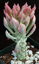 Load image into Gallery viewer, Monadenium stapelioides 'variegata' Variegated