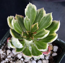 Load image into Gallery viewer, Monadenium stapelioides 'variegata' Variegated