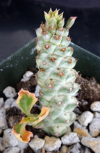 Load image into Gallery viewer, Monadenium stapelioides 'variegata' Variegated