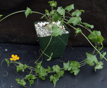 Load image into Gallery viewer, Momordica bovinii