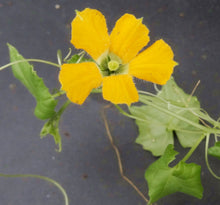 Load image into Gallery viewer, Momordica bovinii