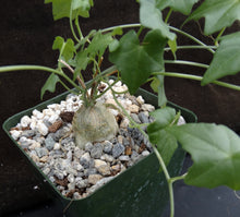 Load image into Gallery viewer, Momordica bovinii