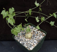 Load image into Gallery viewer, Momordica bovinii