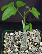 Load image into Gallery viewer, Momordica rostrata