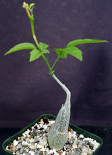 Load image into Gallery viewer, Momordica rostrata