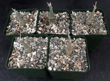 Load image into Gallery viewer, Momordica rostrata