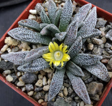 Load image into Gallery viewer, Nananthus margaritifera
