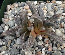 Load image into Gallery viewer, Nananthus margaritifera