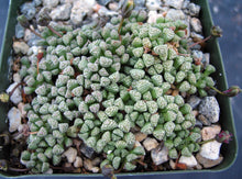 Load image into Gallery viewer, Neohenricia sibbetii
