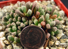 Load image into Gallery viewer, Neohenricia sibbetii