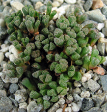 Load image into Gallery viewer, Neohenricia sibbetii