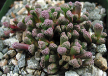Load image into Gallery viewer, Neohenricia sibbetii