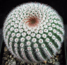 Load image into Gallery viewer, Parodia scopa var. scopa