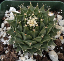 Load image into Gallery viewer, Obregonia denegrei *Artichoke Cactus*
