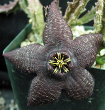 Load image into Gallery viewer, Orbea x 'Berlinensis' *Black Flowers*